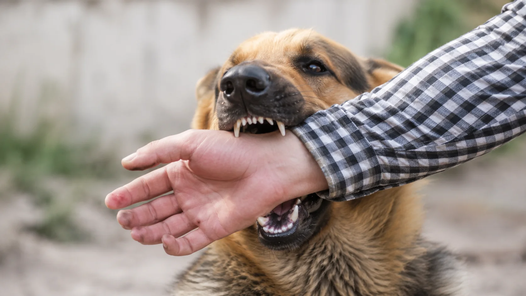 Que faire après une morsure de chien ? Conseils juridiques